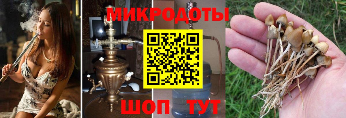 Псилоцибиновые грибы GOLDEN TEACHER  Вход с VPN  купить наркотик  Нальчик 